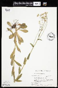 Erigeron philadelphicus image