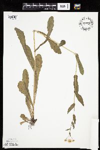 Erigeron philadelphicus image