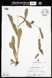 Erigeron philadelphicus image
