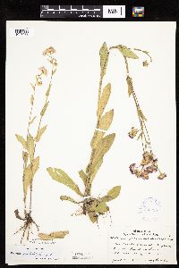 Erigeron philadelphicus image