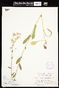 Image Associated With the Occurrence