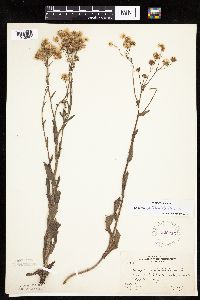 Erigeron philadelphicus image