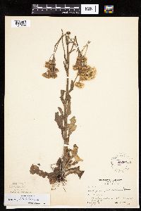 Image Associated With the Occurrence