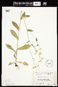 Erigeron philadelphicus image