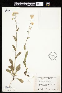 Erigeron philadelphicus image