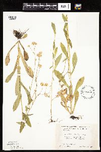Erigeron philadelphicus image