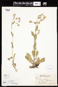 Image Associated With the Occurrence