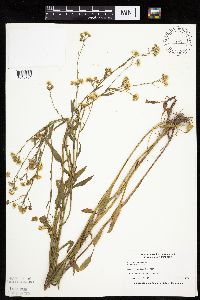 Erigeron philadelphicus image