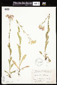 Erigeron philadelphicus image