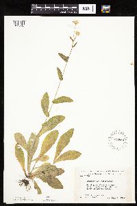 Erigeron philadelphicus image