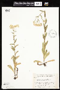 Erigeron philadelphicus image