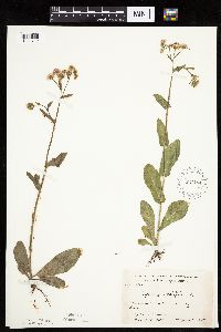 Erigeron philadelphicus image