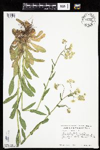 Erigeron philadelphicus image
