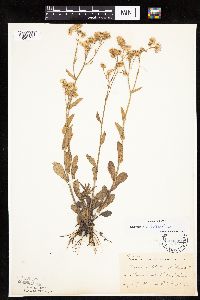 thumbnail image of current specimen