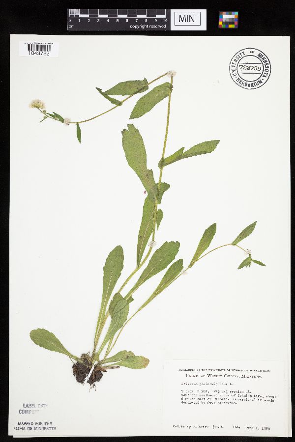 Erigeron philadelphicus image
