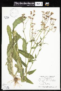 Erigeron philadelphicus image