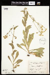 Thumbnail image of current specimen