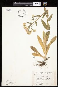 Thumbnail image of current specimen