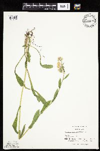 Erigeron philadelphicus image