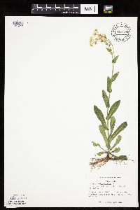 Erigeron philadelphicus image