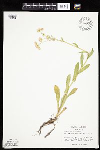 Erigeron philadelphicus image