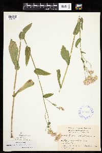 Erigeron philadelphicus image