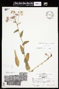 Erigeron philadelphicus image