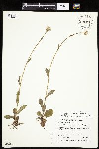 Erigeron pulchellus image