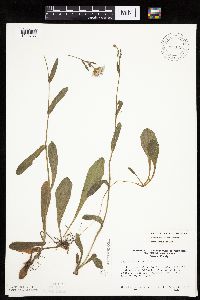 Erigeron pulchellus image