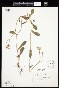Erigeron pulchellus image