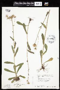 Erigeron pulchellus image