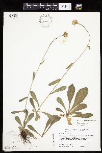 Erigeron pulchellus image