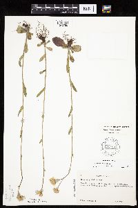 Erigeron pulchellus image