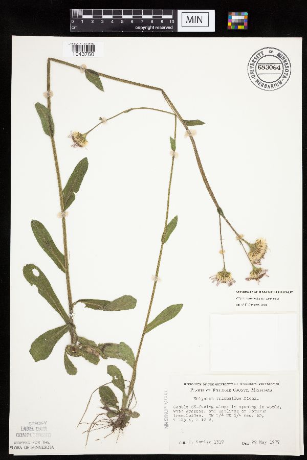 Erigeron pulchellus var. pulchellus image