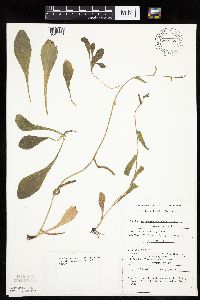 Erigeron pulchellus image