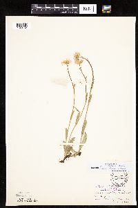 Erigeron pulchellus image