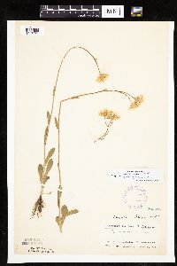 Erigeron pulchellus image