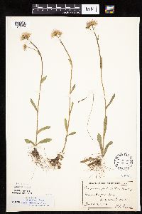 Erigeron pulchellus image