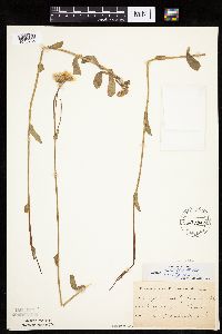 Erigeron pulchellus image