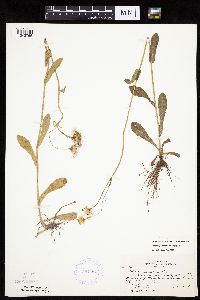 Erigeron pulchellus image