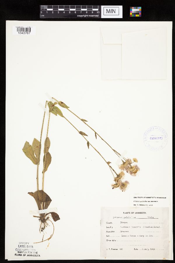 Erigeron pulchellus image