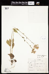 Erigeron pulchellus var. pulchellus image