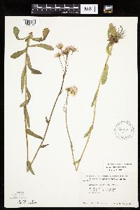 Erigeron pulchellus image