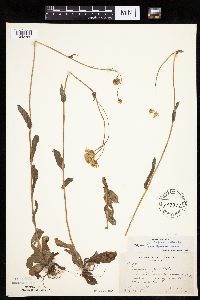 Erigeron pulchellus image