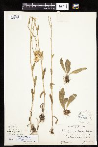 Erigeron pulchellus image