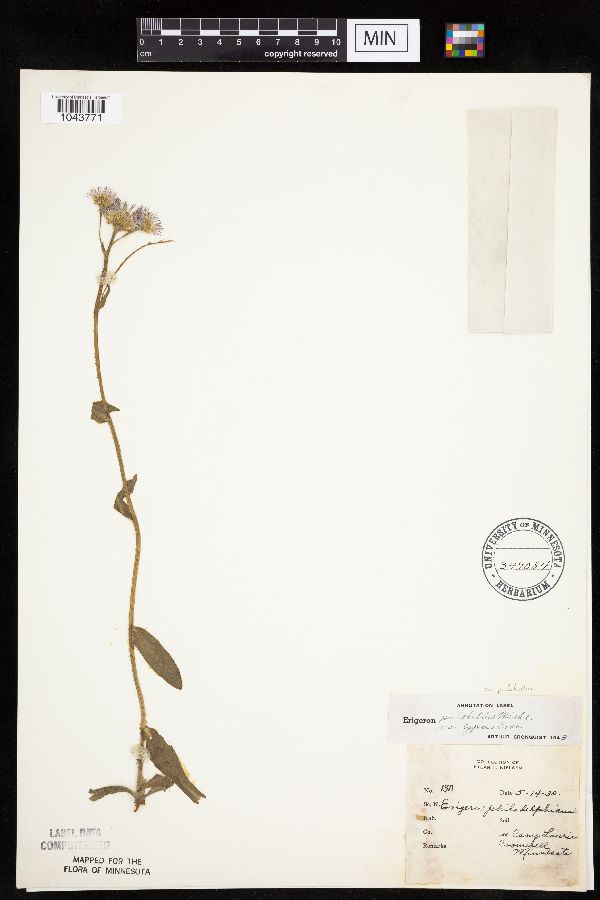 Erigeron pulchellus image