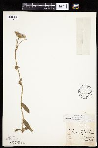 Erigeron pulchellus image