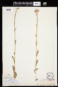 Erigeron pulchellus image