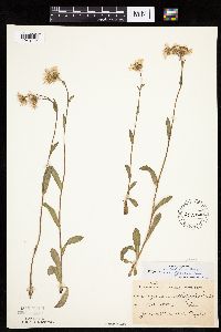 Erigeron pulchellus image