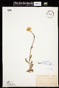 Erigeron pulchellus image